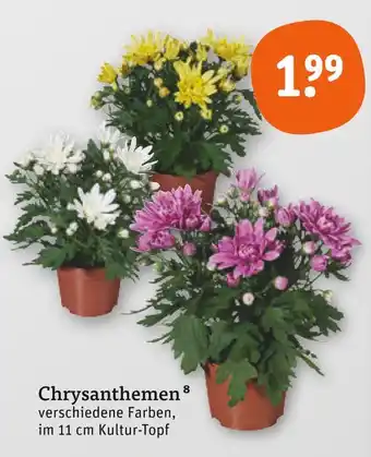 tegut Chrysanthemen Angebot