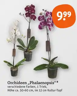tegut Orchideen phalaenopsis Angebot
