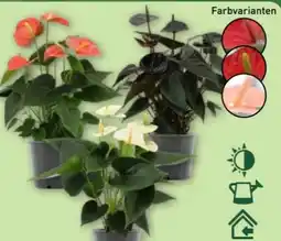 Aldi Nord Gardenline Anthurie Angebot