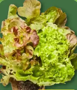 Aldi Nord Salate mit Wurzelballen Angebot
