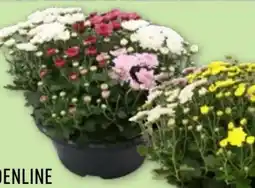 Aldi Nord Gardenline Spätsommerschale Angebot