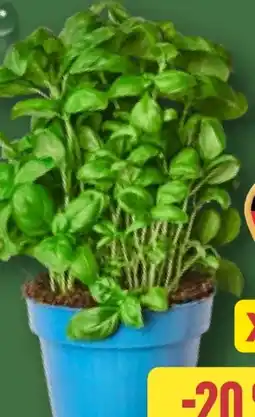 Aldi Nord Basilikum im Topf XXL Angebot