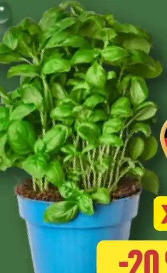 Aldi Nord Basilikum im Topf XXL Angebot