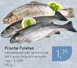 Dornseifer Frische Forellen Angebot