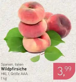 Dornseifer Spanien, Italien Wildpfirsiche Angebot