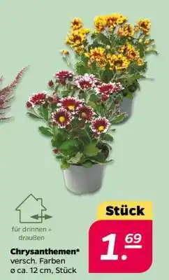 NETTO Chrysanthemen Angebot