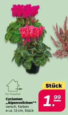 NETTO Cyclamen 'Alpenveilchen' Angebot