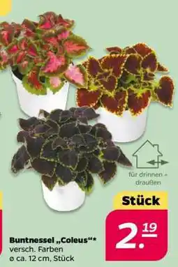 NETTO Buntnessel 'Coleus' Angebot