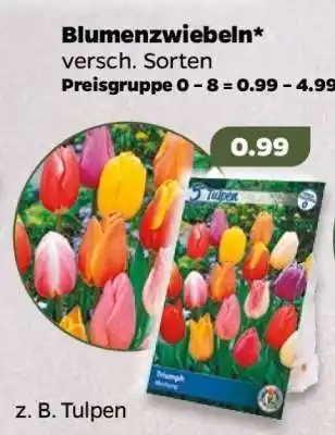 NETTO Blumenzwiebeln Angebot