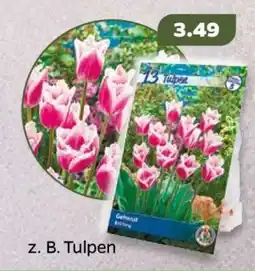 NETTO Tulpen Angebot
