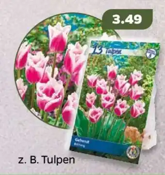 NETTO Tulpen Angebot