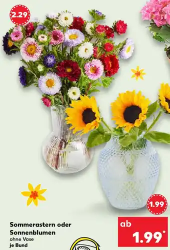 Kaufland Sommerastern oder Sonnenblumen Angebot