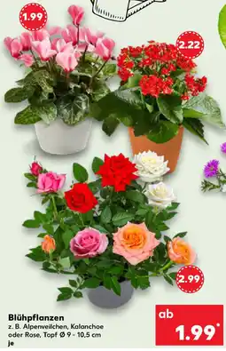 Kaufland Blühpflanzen Angebot