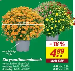 toom Baumarkt Chrysanthemenbusch Angebot