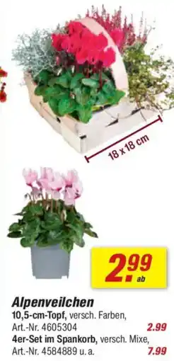 toom Baumarkt Alpenveilchen Angebot