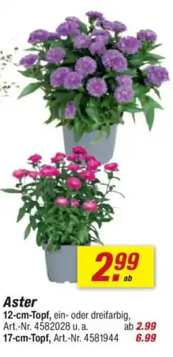 toom Baumarkt Aster Angebot