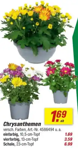 toom Baumarkt Chrysanthemen Angebot