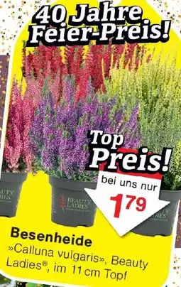 Wiglo Wunderland Besenheide Angebot