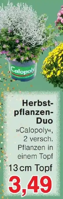 Wiglo Wunderland Herbstpflanzen Duo Angebot