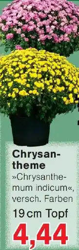 Wiglo Wunderland Chrysantheme Angebot