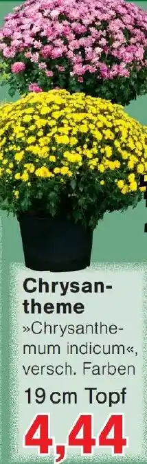 Wiglo Wunderland Chrysantheme Angebot