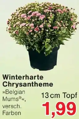 Wiglo Wunderland Winterharte Chrysantheme Angebot