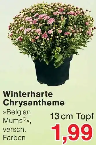 Wiglo Wunderland Winterharte Chrysantheme Angebot