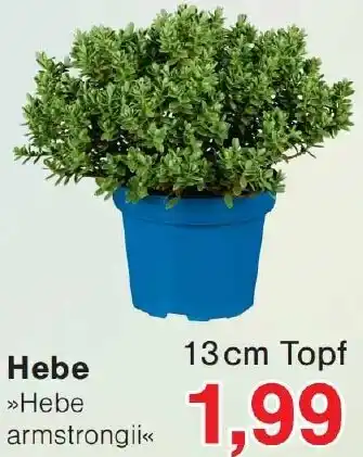 Wiglo Wunderland Hebe Angebot