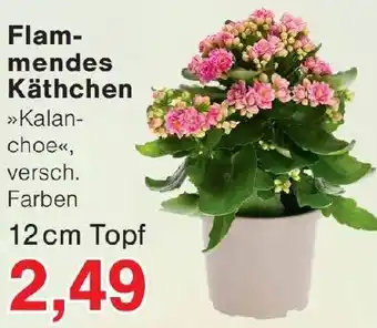 Wiglo Wunderland Flammendes Käthchen Angebot