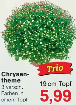 Wiglo Wunderland Chrysantheme Angebot