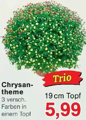 Wiglo Wunderland Chrysantheme Angebot