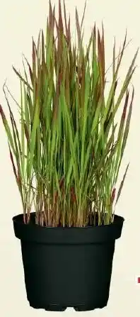 Wiglo Wunderland Japanisches Blutgras Angebot