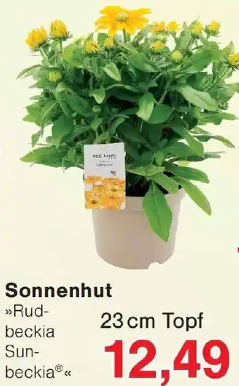Wiglo Wunderland Sonnenhut Angebot