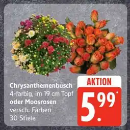 Edeka Chrysanthemenbusch oder Moosrosen Angebot