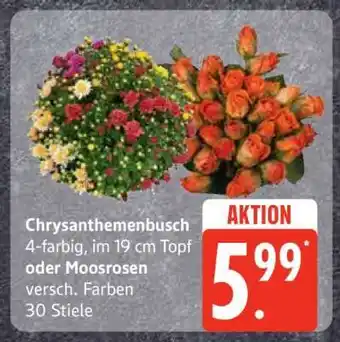 Edeka Chrysanthemenbusch oder Moosrosen Angebot