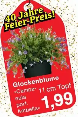Wiglo Wunderland Glockenblume Angebot
