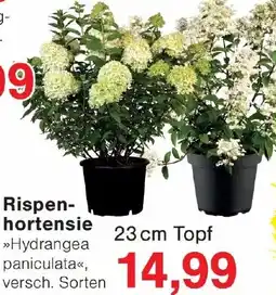 Wiglo Wunderland Rispenhortensie Angebot