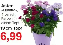 Wiglo Wunderland Aster Angebot