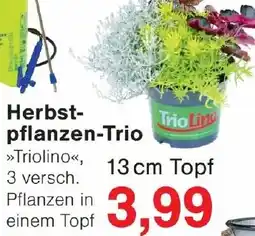 Wiglo Wunderland Herbstpflanzen-Trio Angebot