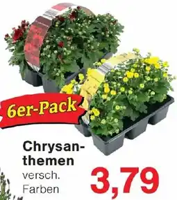 Wiglo Wunderland Chrysanthemen Angebot
