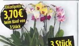 E-Center Orchideen Phalaenopsis Angebot