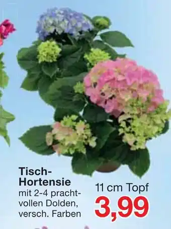 Jawoll Tisch Hortensie Angebot