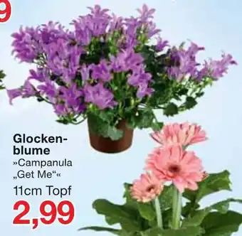 Jawoll Glockenblume Angebot