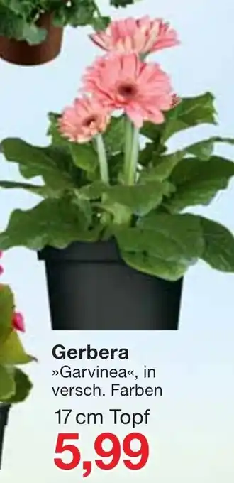 Jawoll Gerbera Angebot