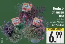 E-Center Herbstpflanzen Trio Angebot