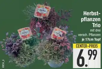 E-Center Herbstpflanzen Trio Angebot
