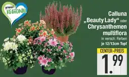 E-Center Calluna ,,Beauty Lady" oder Chrysanthemen multiflora Angebot