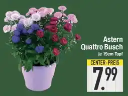 E-Center Astern Quattro Busch Angebot
