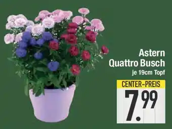 E-Center Astern Quattro Busch Angebot