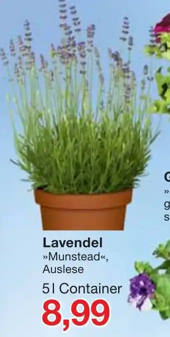 Jawoll Lavendel Angebot